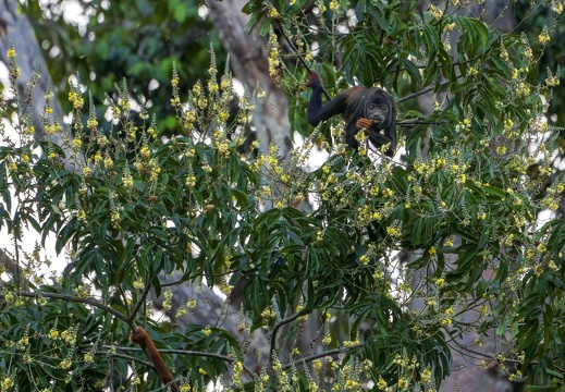 2023 08 Amazonas Alta Floresta Wolliger Affe Woolly Monkey Bild08