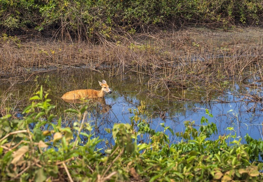 2023 08 Pantanal Trans Pantanal Eira Sumpfhirsch Marsh Deer Bild287