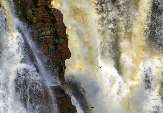2023 08 Brasilien Iguazú-Wasserfälle Rußsegler Great Dusky Swift Bild117