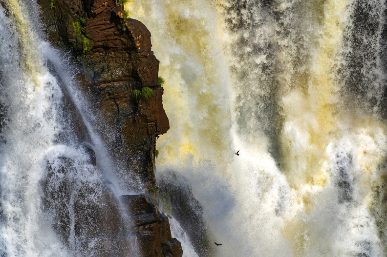 2023_08_Brasilien_Iguazú-Wasserfälle_Rußsegler_Great Dusky Swift_Bild117.jpg
