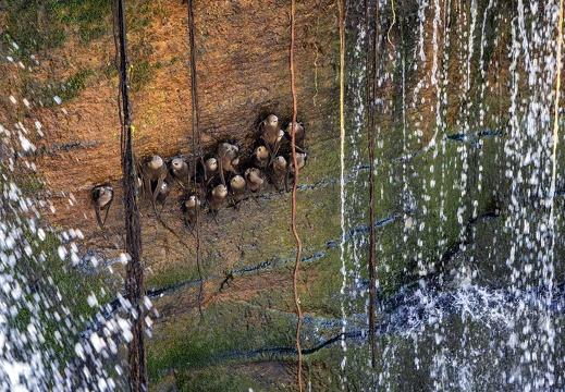 2023 08 Brasilien Iguazú-Wasserfälle Rußsegler Great Dusky Swift Bild118