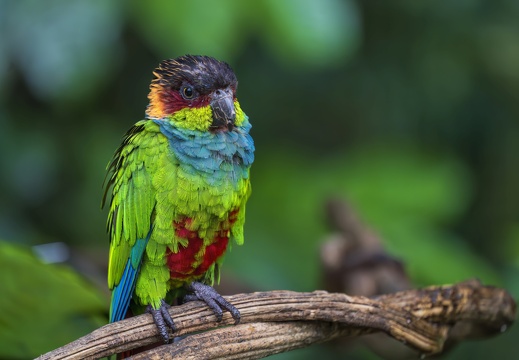 2023 08 Brasilien Iguazú-Wasserfälle Vogelpark Blaulatzsittich Orche-marked Parakeet Bild76