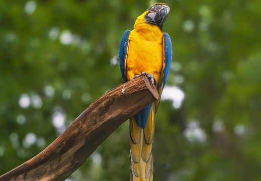 2023 08 Brasilien Iguazú-Wasserfälle Vogelpark Gelbbrustara Blue-and-yellow Macaw Bild96