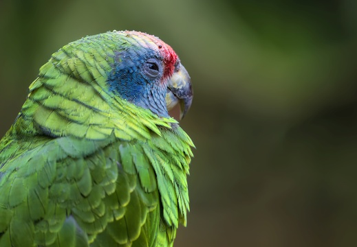2023 08 Brasilien Iguazú-Wasserfälle Vogelpark Grüner Rotschwanzamazonenpapagei Green red-tailed Amazon Parrot Bild73