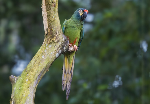 2023 08 Brasilien Iguazú-Wasserfälle Vogelpark Rotrückenara Blue-winged Macaw Bild80