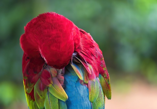 2023 08 Brasilien Iguazú-Wasserfälle Vogelpark Scharlachara Scarlet Macaw Bild89