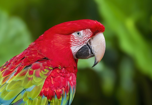2023 08 Brasilien Iguazú-Wasserfälle Vogelpark Scharlachara Scarlet Macaw Bild97