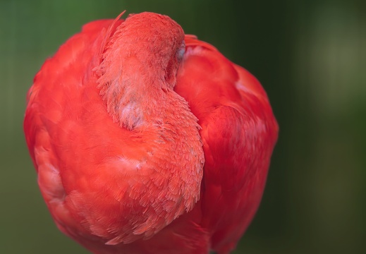 2023 08 Brasilien Iguazú-Wasserfälle Vogelpark Scharlachsichler Scarlet Ibis Bild70