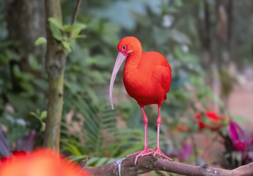 2023 08 Brasilien Iguazú-Wasserfälle Vogelpark Scharlachsichler Scarlet Ibis Bild71