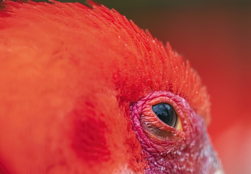 2023 08 Brasilien Iguazú-Wasserfälle Vogelpark Scharlachsichler Scarlet Ibis Bild72
