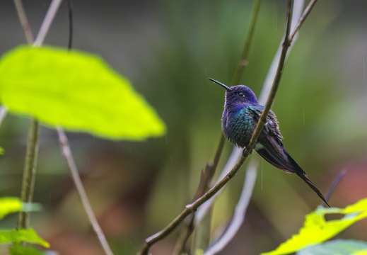 2023 08 Brasilien Iguazú-Wasserfälle Vogelpark Swallow-tailed Hummingbird Bild91