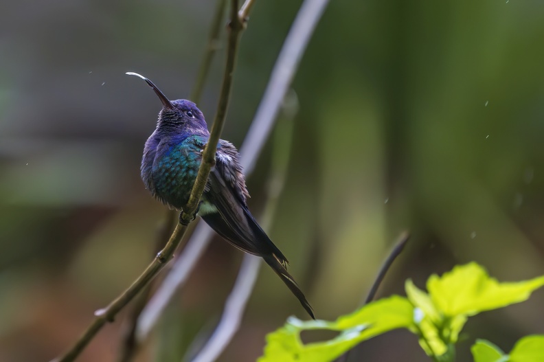 2023_08_Brasilien_Iguazú-Wasserfälle_Vogelpark_Swallow-tailed Hummingbird_Bild92.jpg
