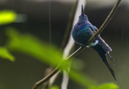 2023 08 Brasilien Iguazú-Wasserfälle Vogelpark Swallow-tailed Hummingbird Bild93