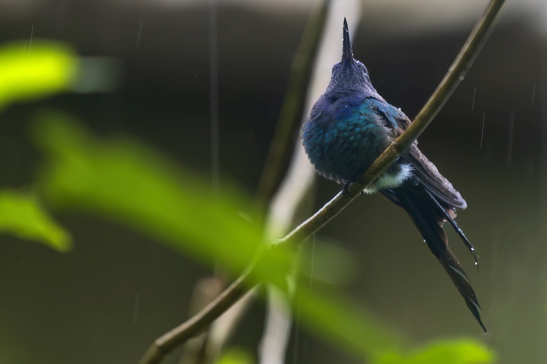 2023_08_Brasilien_Iguazú-Wasserfälle_Vogelpark_Swallow-tailed Hummingbird_Bild93.jpg