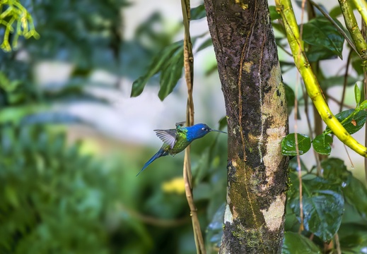 2023 08 Brasilien Iguazú-Wasserfälle Vogelpark Swallow-tailed Hummingbird Bild95