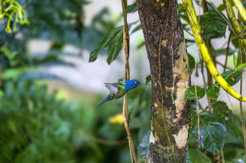 2023_08_Brasilien_Iguazú-Wasserfälle_Vogelpark_Swallow-tailed Hummingbird_Bild95.jpg