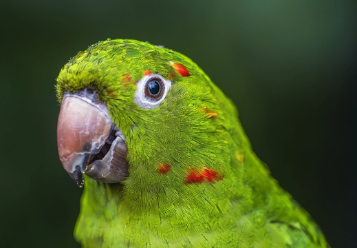2023 08 Brasilien Iguazú-Wasserfälle Vogelpark Weißaugensittich White-eyed Parakeet Bild79