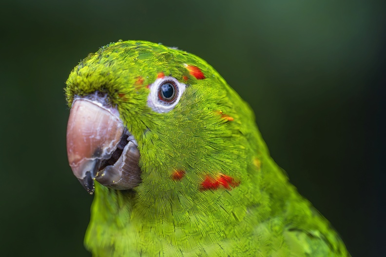 2023_08_Brasilien_Iguazú-Wasserfälle_Vogelpark_Weißaugensittich_White-eyed Parakeet_Bild79.jpg
