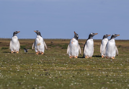 2024 02 Süd Falkland Bleaker Island Gentoo Penguin Bild23 web