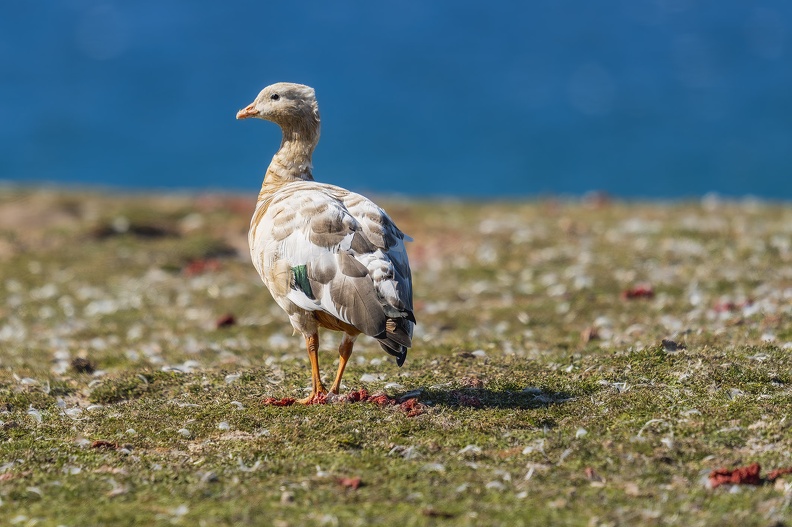 2024_02_Süd Falkland_Bleaker Island_Ruddy-headed goose_Rotkopfgans_Bild27_web.jpg