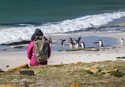 2024 02 Süd Falkland Bleaker Island Sandy Bay Bild28 web
