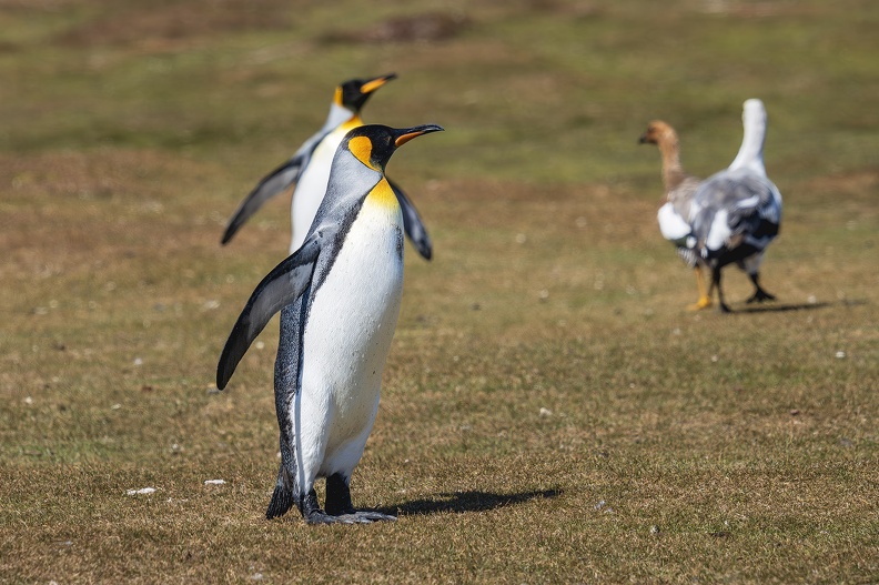 2024_02_Süd Falkland_Bleaker Island_Sandy Bay_King Penguin_Königspinguin_Bild42_web.jpg