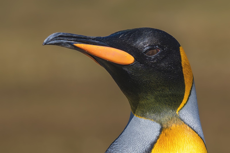 2024_02_Süd Falkland_Bleaker Island_Sandy Bay_King Penguin_Königspinguin_Bild48_web.jpg