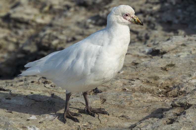 2024_02_Süd Falkland_Bleaker Island_Semaphore Hill_Snowy sheathbill_Weißgesicht-Scheidenschnabel_Bild51_web.jpg