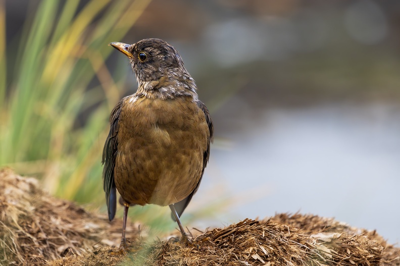 2024_02_Süd Falkland_Bleaker Island_Semphora Hill_Austral Thrush_Magellandrossel_Bild96_web.jpg