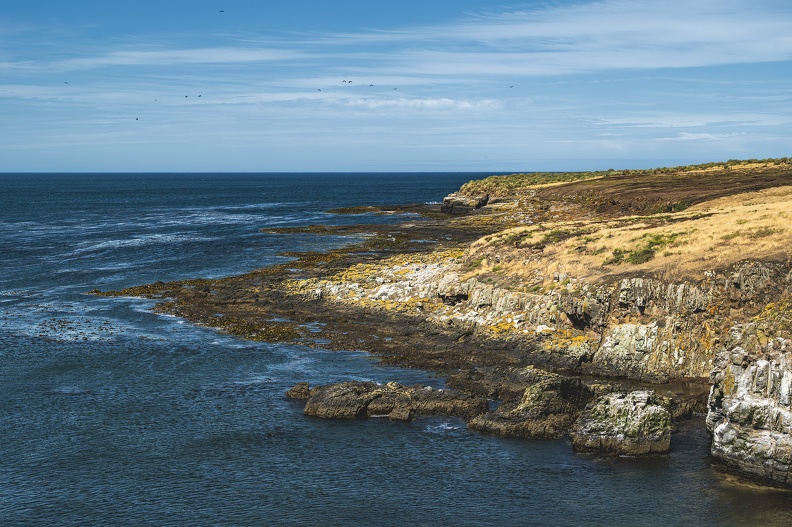 2024_02_Süd Falkland_Bleaker Island_Semphora Hill_Bild91_web.jpg