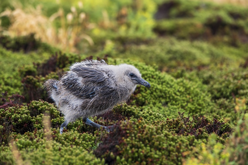 2024_02_Süd Falkland_Bleaker Island_Semphora Hill_Brown Skua_Subantarktikskua_Bild113_web.jpg
