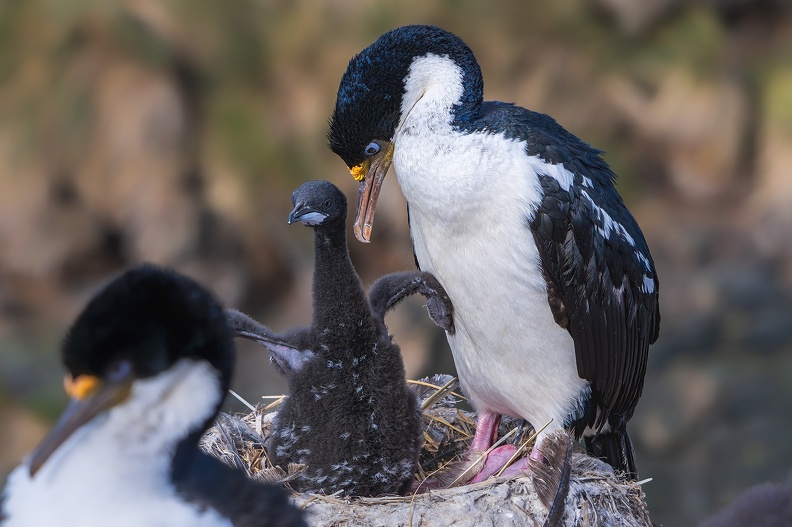 2024_02_Süd Falkland_Bleaker Island_Semphora Hill_Imperial Cormorant_Blauaugenscharbe_Bild66_web.jpg