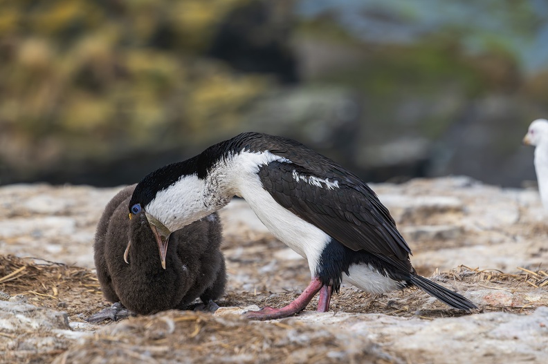 2024_02_Süd Falkland_Bleaker Island_Semphora Hill_Imperial Cormorant_Blauaugenscharbe_Bild95_web.jpg