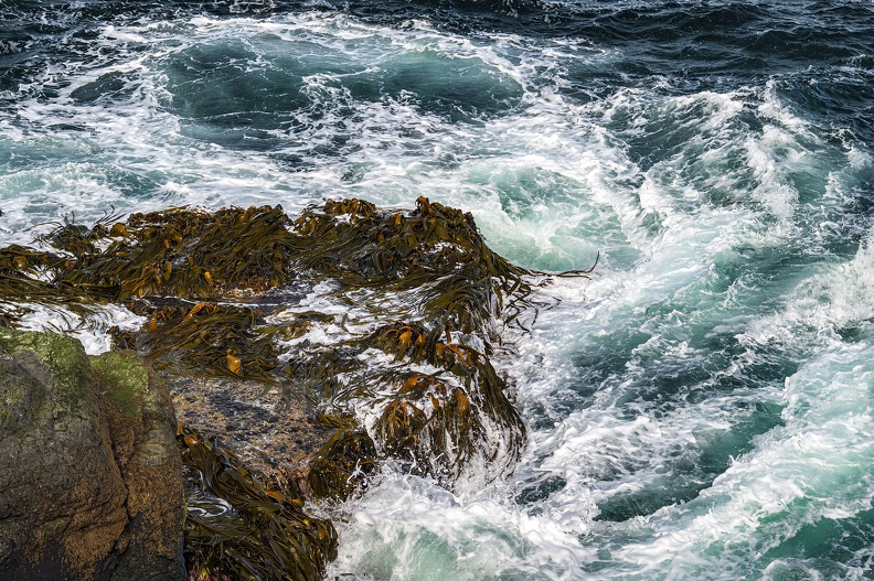 2024_02_Süd Falkland_Bleaker Island_Semphora Hill_Kelp_Bild57_web.jpg