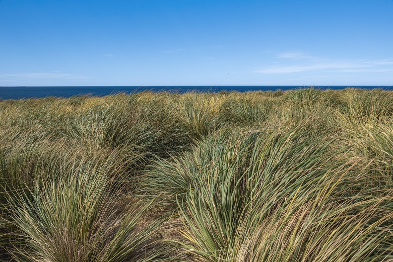 2024_02_Süd Falkland_Bleaker Island_Semphora Hill_Tussock grass_Bild92_web.jpg