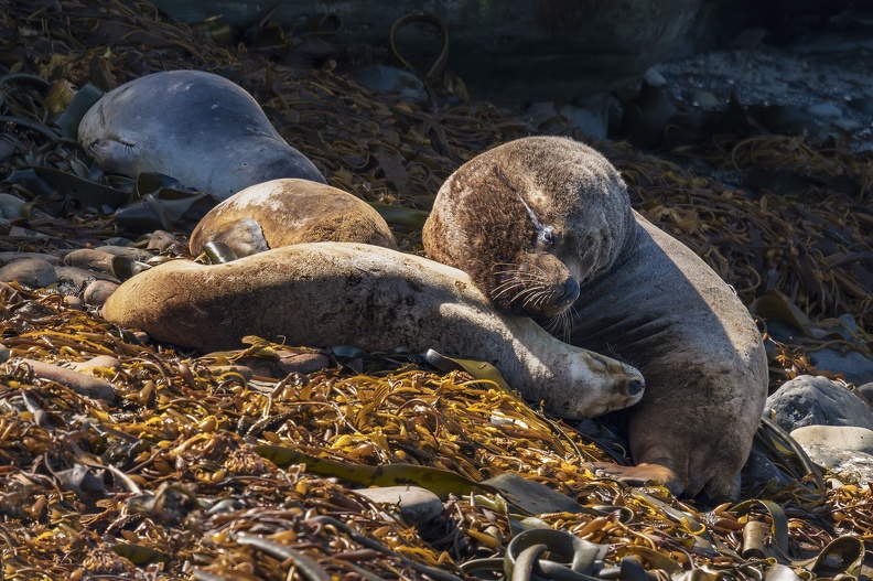 2024_02_Süd Falkland_Bleaker Island_Southern Sea Lion_Mähnenrobbe_Bild04_web.jpg