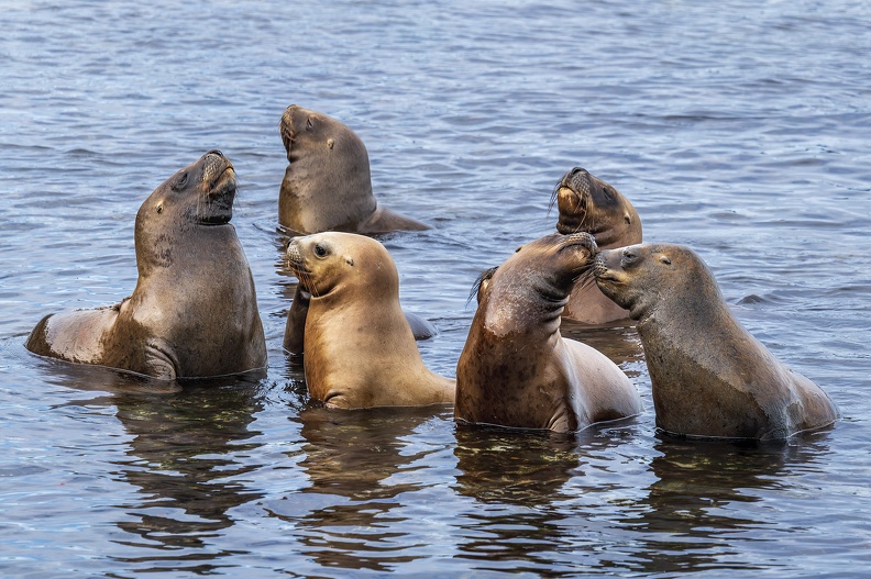 2024_02_Süd Falkland_Bleaker Island_Southern Sea Lion_Mähnenrobbe_Bild96_web.jpg