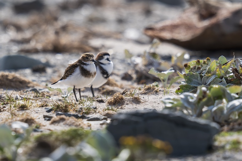 2024_02_Süd Falkland_Bleaker Island_Two-banded plover_Falkland-Regenpfeifer_Bild18_web.jpg