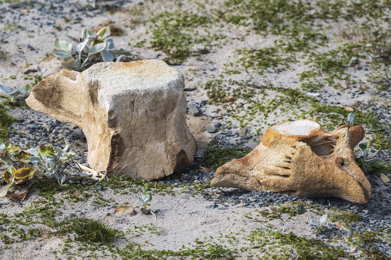 2024_02_Süd Falkland_Bleaker Island_Whale Bones_Bild21_web.jpg