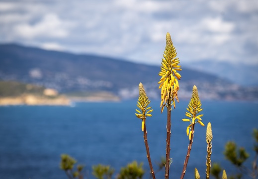 2025 03 Mallorca Echte Aloe Bild01 web