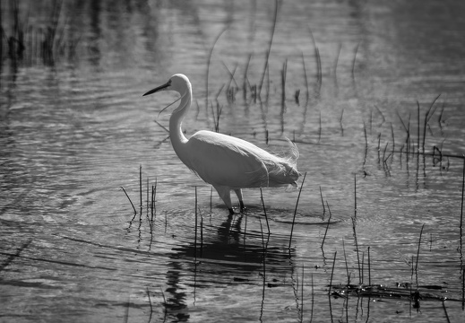 2025 03 Mallorca Parc natural de s’Albufera Seidenreiher Bild02 web