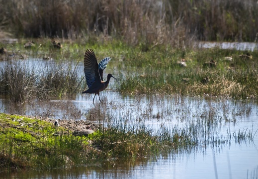 2025 03 Mallorca Parc natural de s’Albufera Sichler Bild06 web