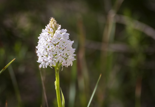 2025 03 Mallorca Pyramiden-Hundswurz Spitzorchis Bild01 web