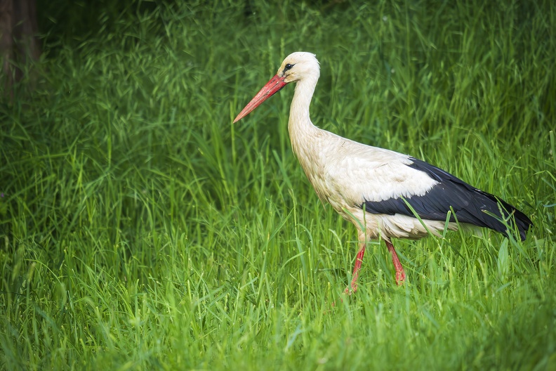 2025_05_Luisium-Wörlitz_Storch_Bild02_web.jpg