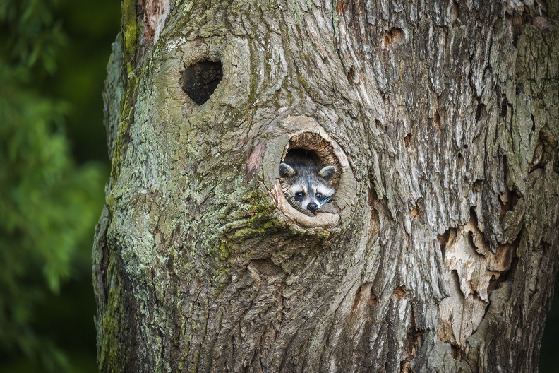 2025_05_Luisium-Wörlitz_Waschbär_Bild01_web.jpg