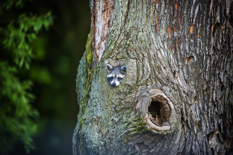 2025_05_Luisium-Wörlitz_Waschbär_Bild04_web.jpg