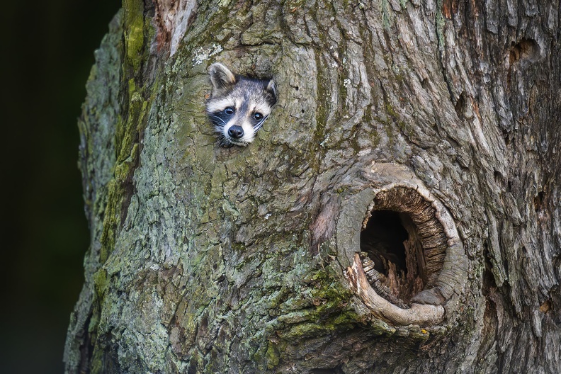 2025_05_Luisium-Wörlitz_Waschbär_Bild05_web.jpg