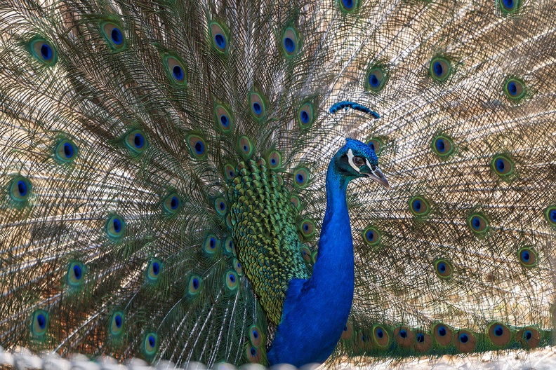 2025_05_Kulturinsel Einsiedel Turisede_Pfau_Bild03_web.jpg