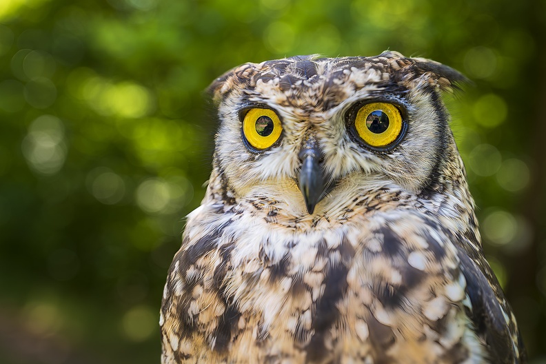 2025_06_Dresden_Wildbirdstories_Bild08_web.jpg