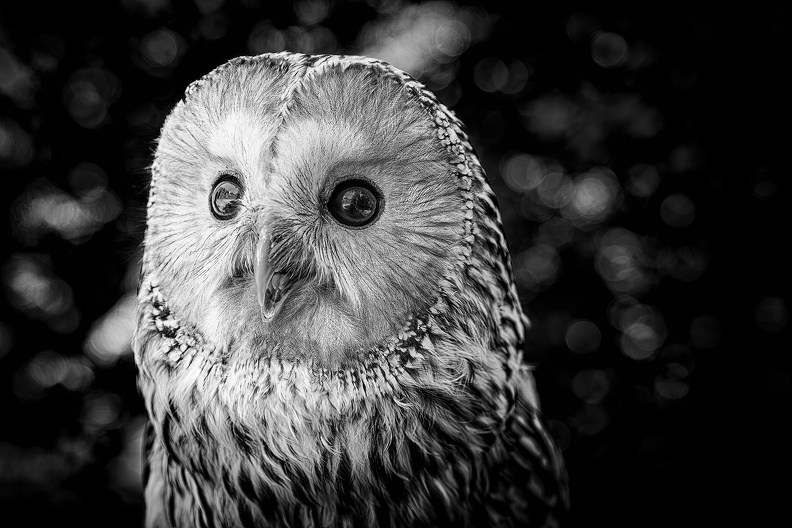 2025_06_Dresden_Wildbirdstories_Bild21_sw_web.jpg